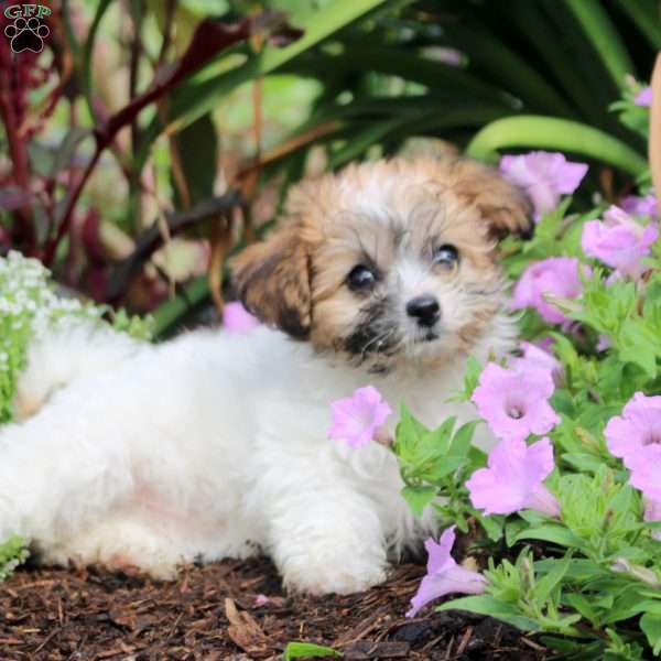 Kathrine, Teddy Bear Puppy