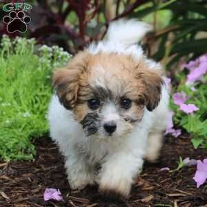 Kathrine, Teddy Bear Puppy