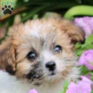 Kathrine, Teddy Bear Puppy