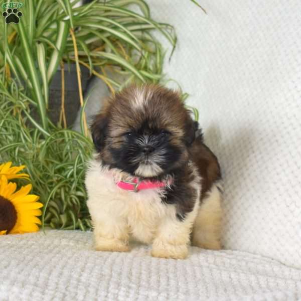 Kathy, Shih Tzu Puppy