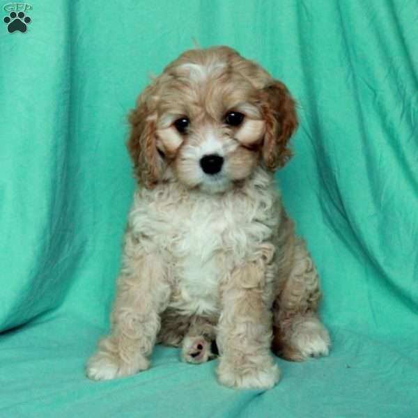 Kathy, Cavapoo Puppy