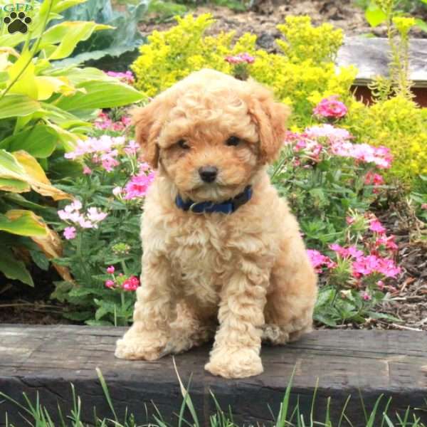Kathy, Miniature Poodle Puppy
