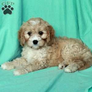Kathy, Cavapoo Puppy