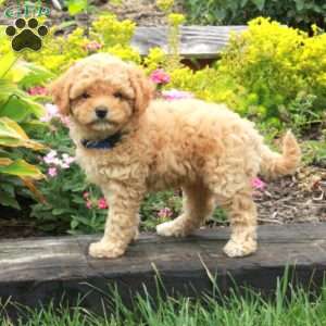 Kathy, Miniature Poodle Puppy