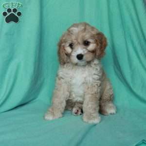 Kathy, Cavapoo Puppy