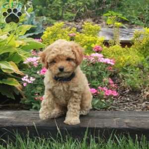 Kathy, Miniature Poodle Puppy