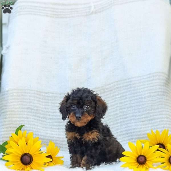 Kathy, Cavapoo Puppy