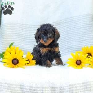Kathy, Cavapoo Puppy