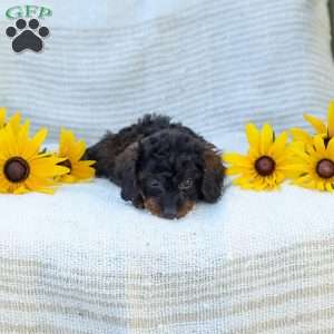 Kathy, Cavapoo Puppy