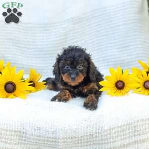 Kathy, Cavapoo Puppy