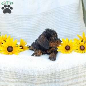 Kathy, Cavapoo Puppy