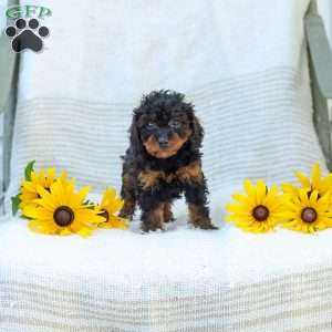 Kathy, Cavapoo Puppy