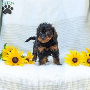 Kathy, Cavapoo Puppy