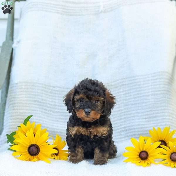 Katie, Cavapoo Puppy