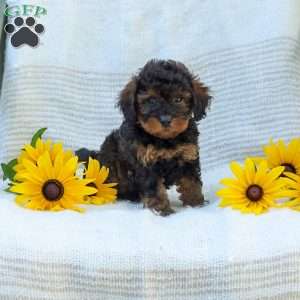 Katie, Cavapoo Puppy