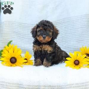 Katie, Cavapoo Puppy