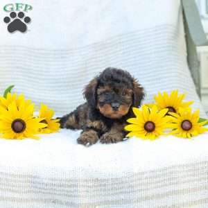 Katie, Cavapoo Puppy