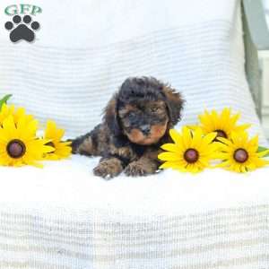 Katie, Cavapoo Puppy