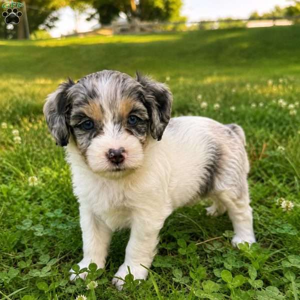 Katniss, Mini Bernedoodle Puppy