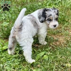 Katniss, Mini Bernedoodle Puppy