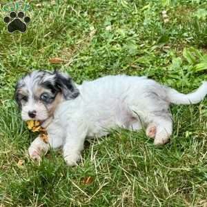 Katniss, Mini Bernedoodle Puppy