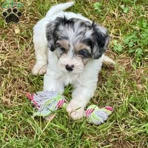 Katniss, Mini Bernedoodle Puppy