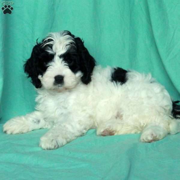 Katrina, Cavapoo Puppy