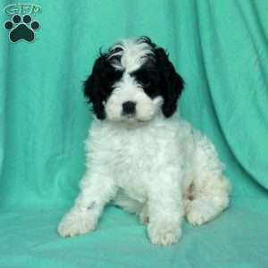 Katrina, Cavapoo Puppy