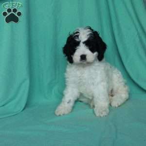 Katrina, Cavapoo Puppy