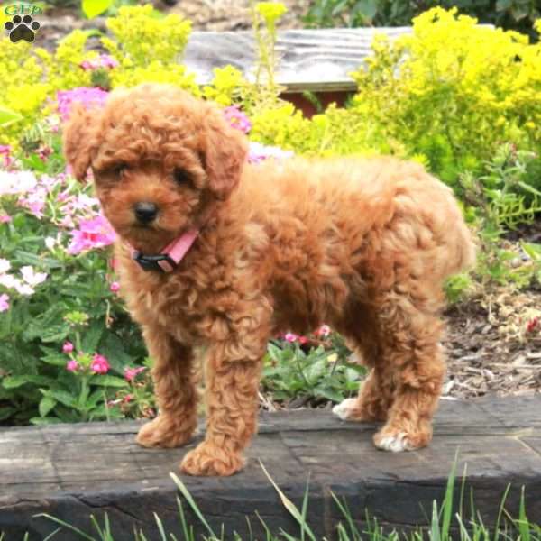 Katy, Miniature Poodle Puppy
