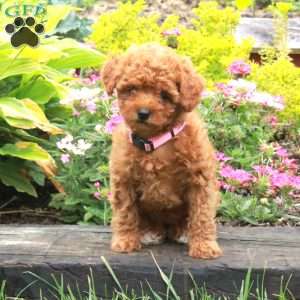 Katy, Miniature Poodle Puppy