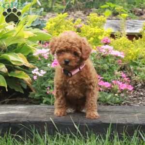 Katy, Miniature Poodle Puppy