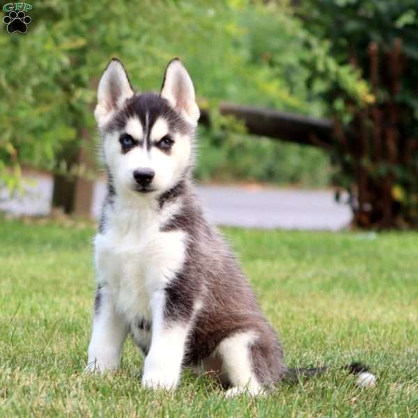 Kayla, Siberian Husky Puppy