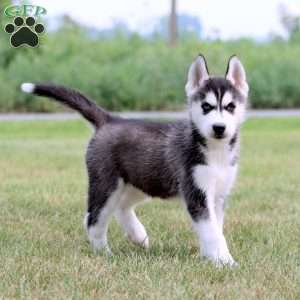 Kayla, Siberian Husky Puppy