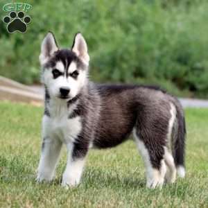 Kayla, Siberian Husky Puppy