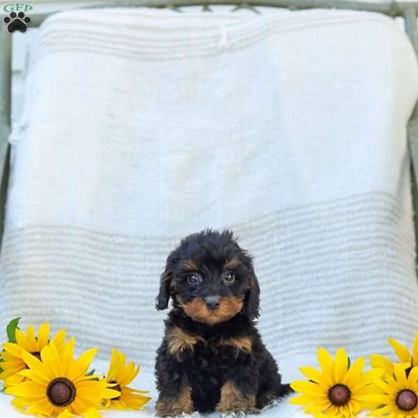 Kelby, Cavapoo Puppy