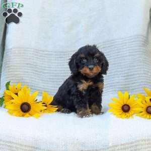 Kelby, Cavapoo Puppy