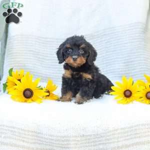Kelby, Cavapoo Puppy