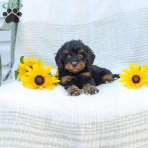Kelby, Cavapoo Puppy