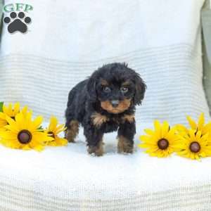 Kelby, Cavapoo Puppy