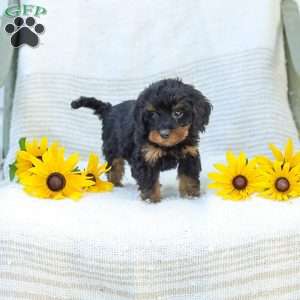 Kelby, Cavapoo Puppy