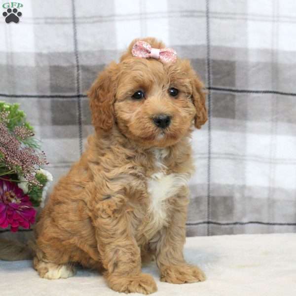 Kelly, Miniature Poodle Mix Puppy