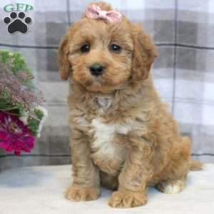 Kelly, Miniature Poodle Mix Puppy