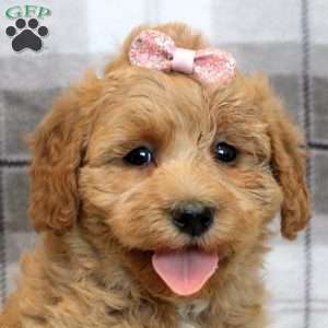 Kelly, Miniature Poodle Mix Puppy