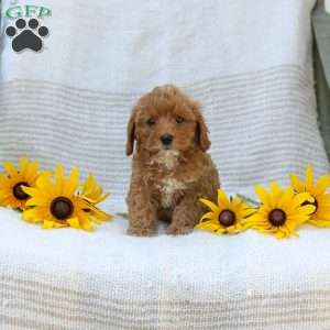 Kelly, Cavapoo Puppy