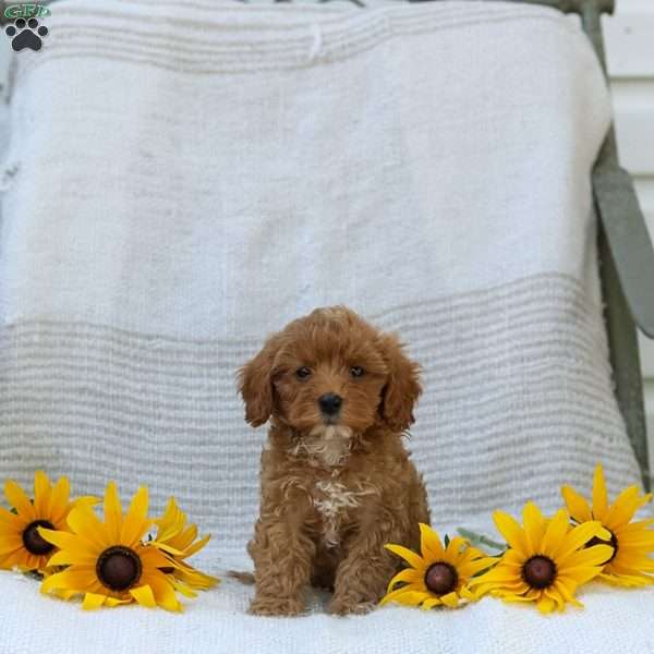 Kelly, Cavapoo Puppy