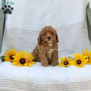 Kelly, Cavapoo Puppy