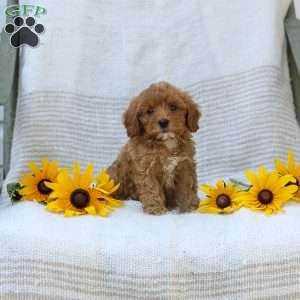 Kelly, Cavapoo Puppy