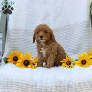 Kelly, Cavapoo Puppy