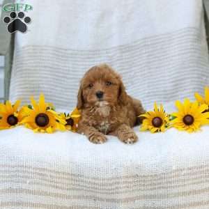 Kelly, Cavapoo Puppy